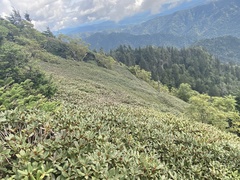 Rhododendron smokianum