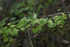 Ribes aciculare