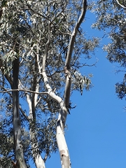 Eucalyptus cladocalyx