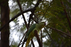 Psittacula krameri