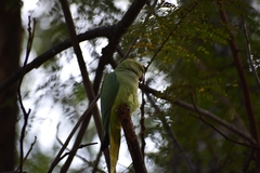 Psittacula krameri