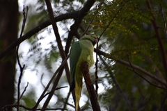 Psittacula krameri