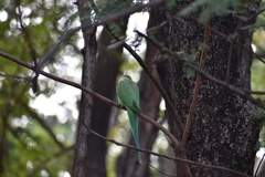 Psittacula krameri