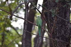 Psittacula krameri