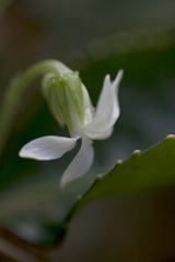 Viola lanaiensis