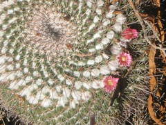 Mammillaria petterssonii