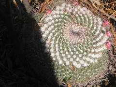 Mammillaria petterssonii
