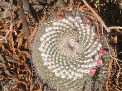 Mammillaria petterssonii