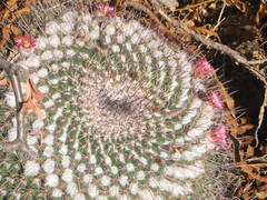 Mammillaria petterssonii