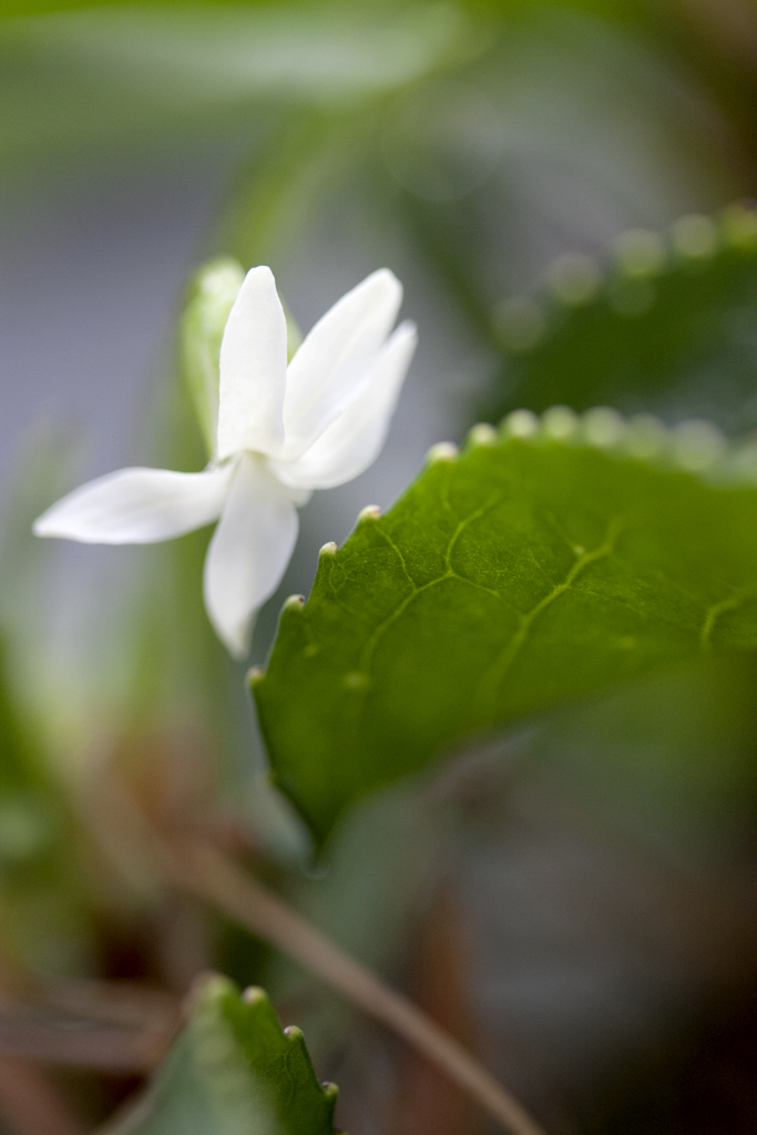 Viola lanaiensis