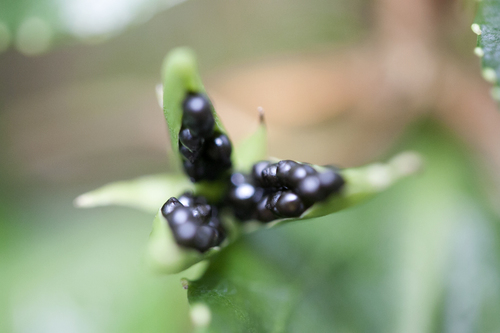 Viola lanaiensis