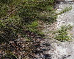 Allocasuarina paradoxa