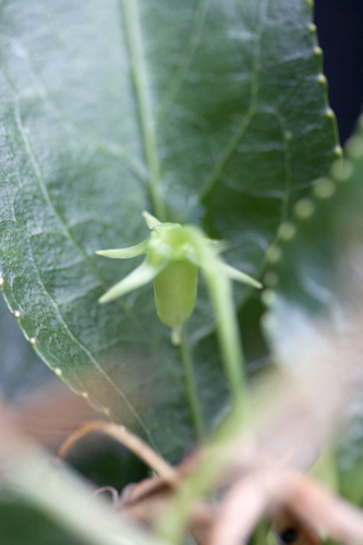 Viola lanaiensis