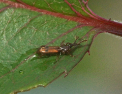 Microtrachelizus