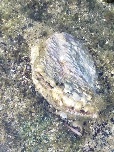 Chama iostoma, 2021-11-27