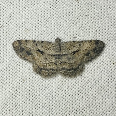 Psilalcis isombra