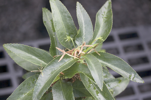 Viola lanaiensis