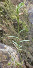 Pterostylis macilenta