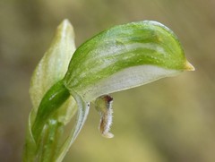 Pterostylis macilenta