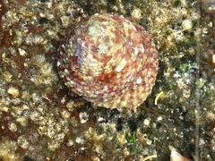 Trochus intextus