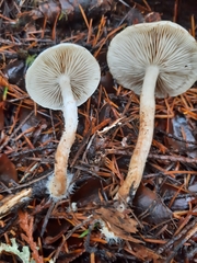 Pholiota decorata
