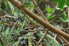 Calotes versicolor