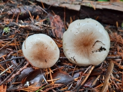 Pholiota decorata