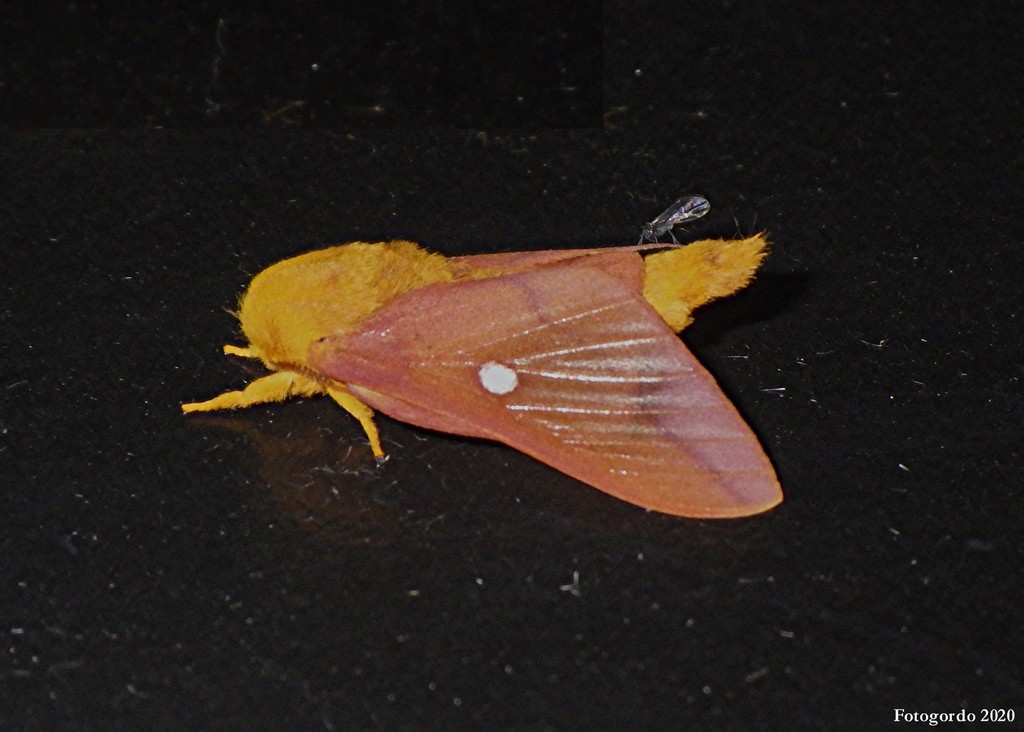 Hornless Oakworm Moth