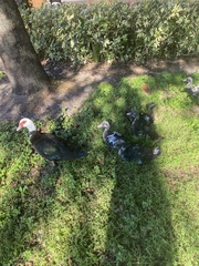 Cairina moschata domestica
