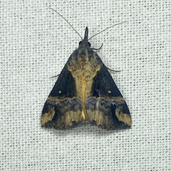 Dichromia quinqualis