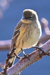 Setophaga coronata
