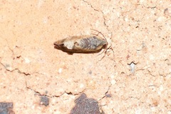 Cryptophlebia ombrodelta