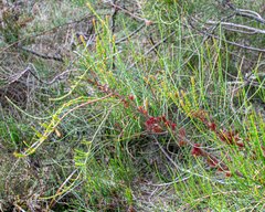 Allocasuarina paradoxa