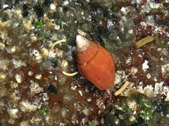 Mitridae