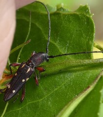 Eburophora octoguttata