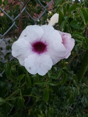 Pandorea jasminoides