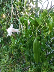 Pandorea jasminoides