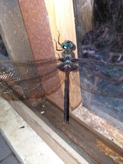 Gynacantha membranalis