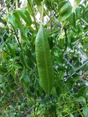 Pandorea jasminoides