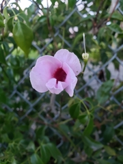 Pandorea jasminoides