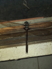 Gynacantha membranalis