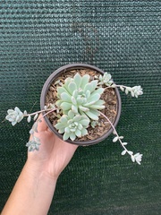 Echeveria prolifica