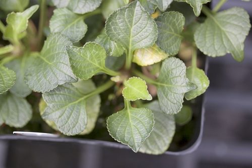 Viola maviensis