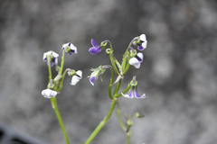 Viola maviensis
