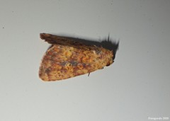 Perigea xanthioides