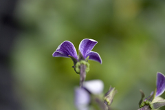 Viola maviensis
