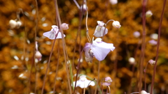 Utricularia grampiana
