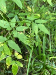 Carex lonchocarpa