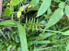Carex lonchocarpa