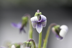 Viola maviensis